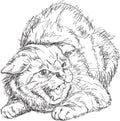 Cat, figure, grin, teeth, muzzle, vector, illustration